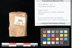 Foto (Objekt + Etikett) von Pinus praelarix Ettingshausen (NHMW-GEO-2024-0188-0305)